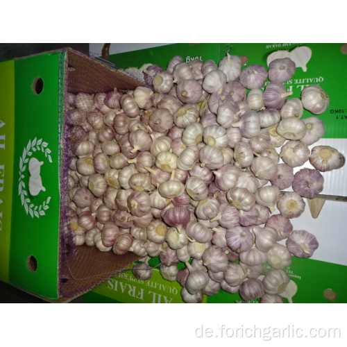 Neue Ernte Frischer Knoblauch Jinxiang Hohe Qualität